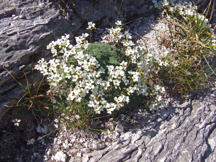 Saxifraga caesia